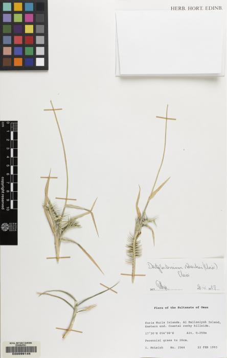 Dactyloctenium robecchii image