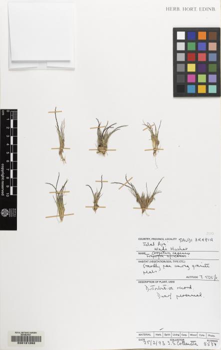 Oropetium image