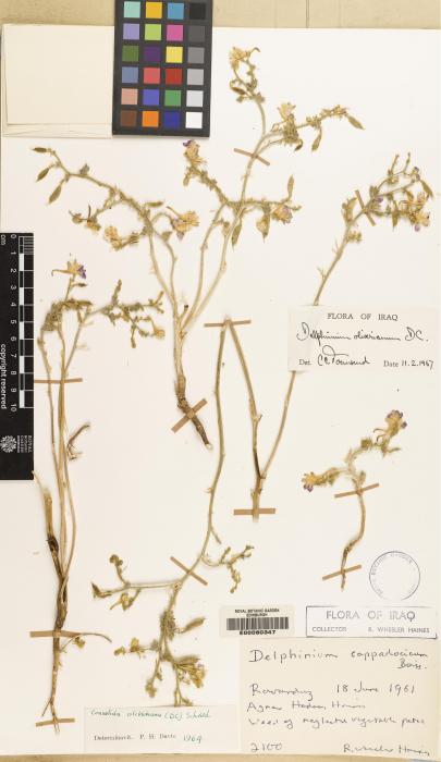 Delphinium oliverianum image