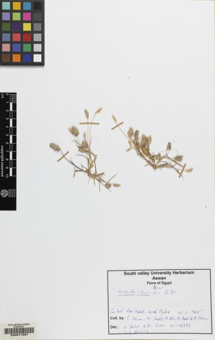 Eragrostis lepida image