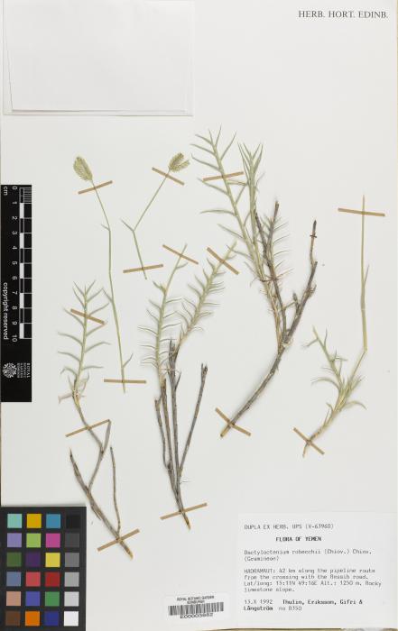 Dactyloctenium robecchii image