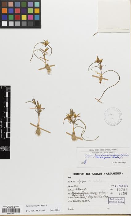 Gagea setifolia image