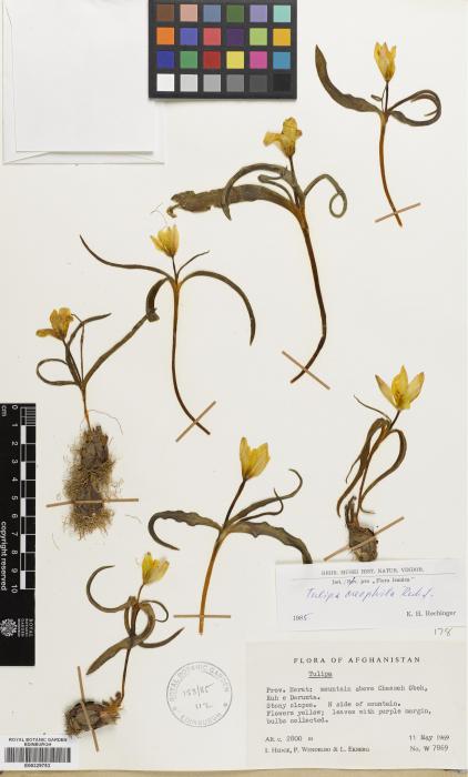 Tulipa oreophila image