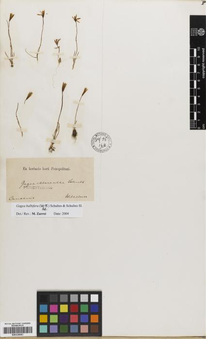Gagea tenuifolia image