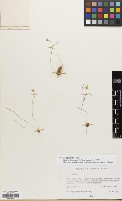 Gagea capillifolia image