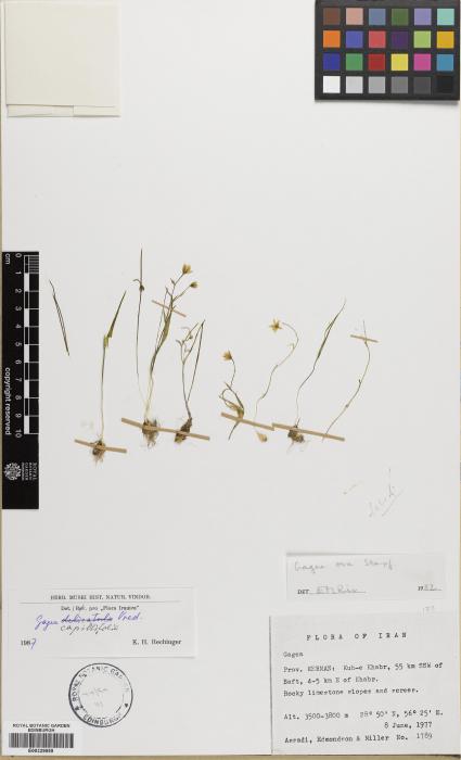 Gagea capillifolia image