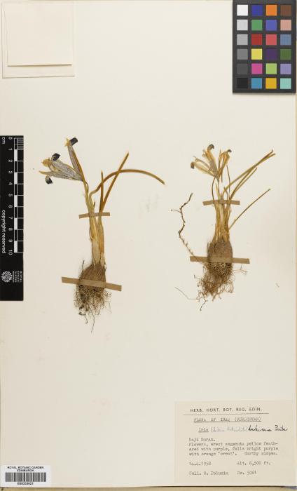 Iris reticulata var. bakeriana image