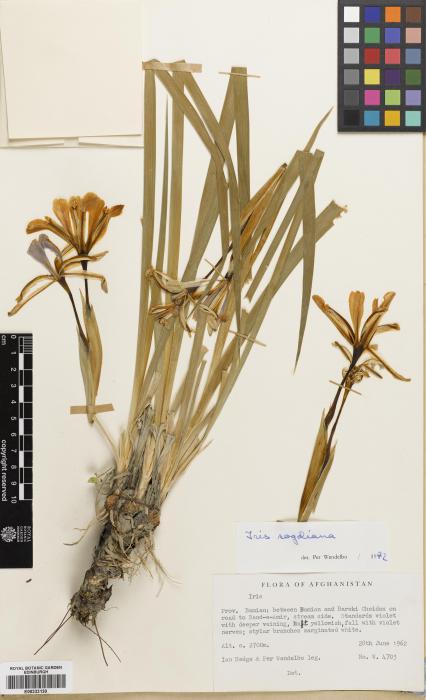 Iris spuria subsp. sogdiana image