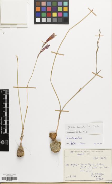 Gladiolus image