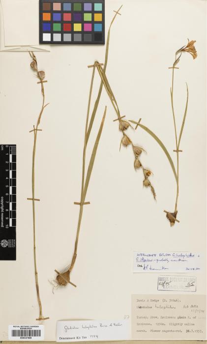 Gladiolus halophilus image