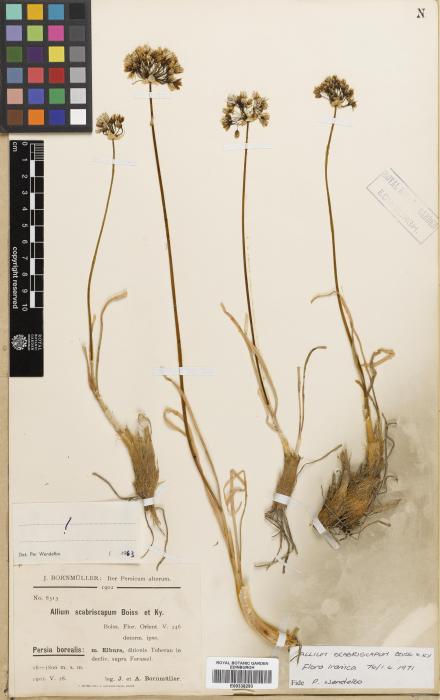 Allium scabriscapum image