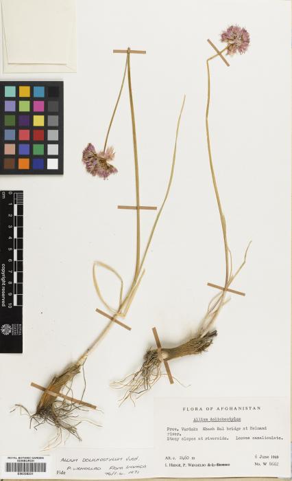 Allium dolichostylum image