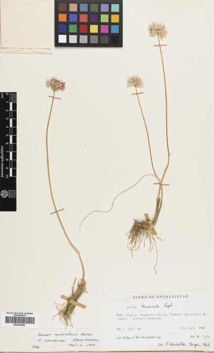 Allium tenuicaule image
