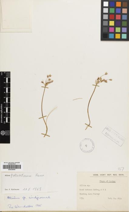 Allium desertorum image