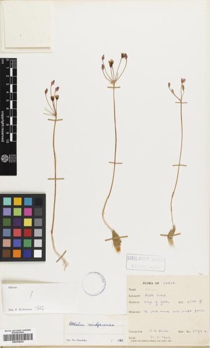 Allium sindjarense image