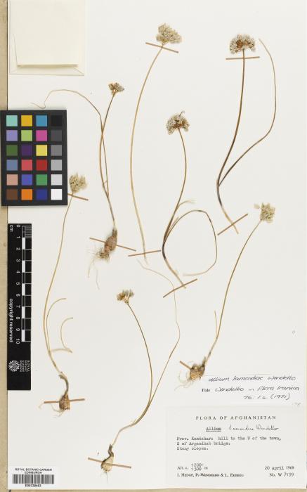 Allium lamondiae image