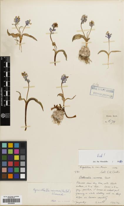 Hyacinthella nervosa image