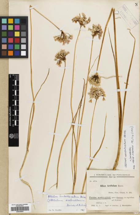 Allium umbilicatum image