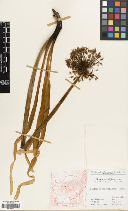 Allium rosenbachianum image