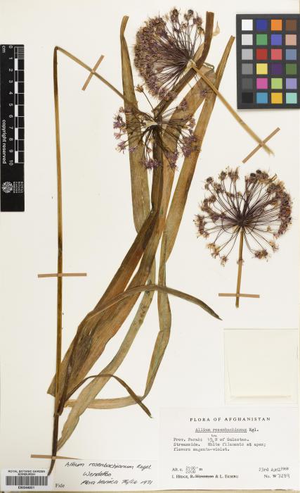 Allium rosenbachianum image