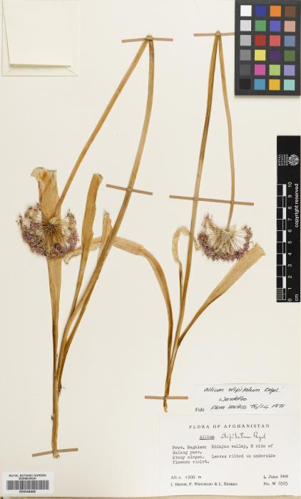 Allium stipitatum image