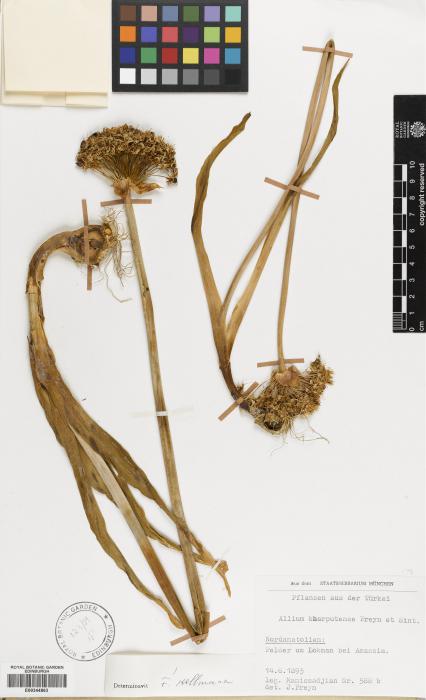 Allium kharputense image