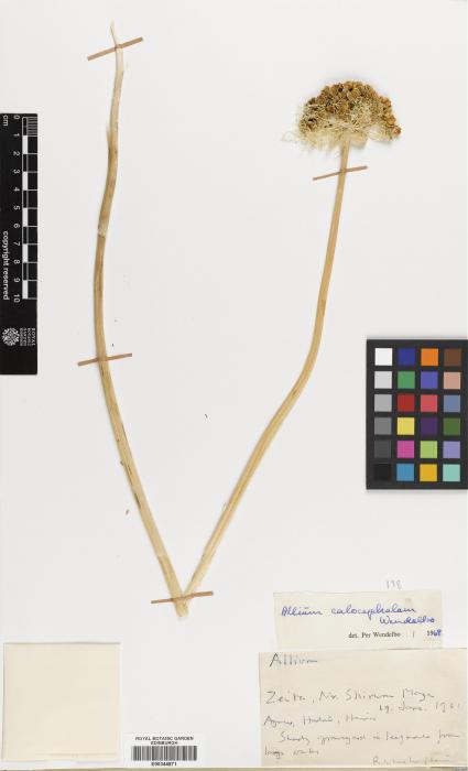 Allium calocephalum image