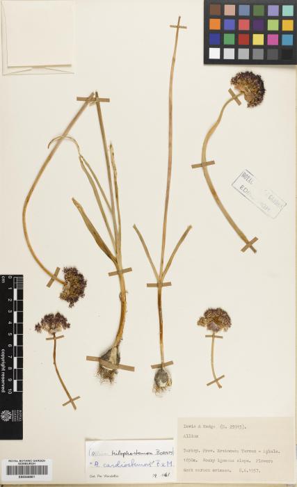 Allium cardiostemon image