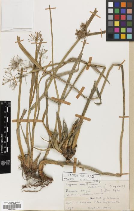 Cyperus malaccensis image