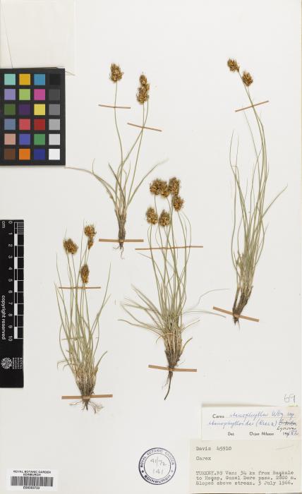 Carex stenophylla subsp. stenophylloides image