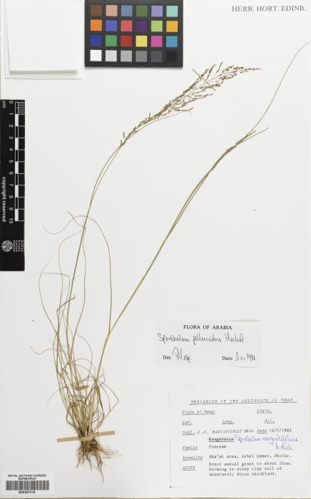 Sporobolus pellucidus image