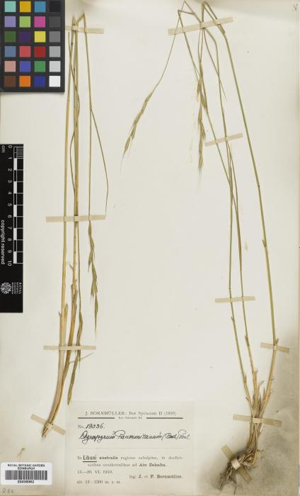 Roegneria panormitana image