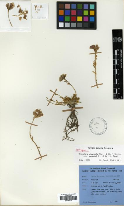 Rosularia alpestris image