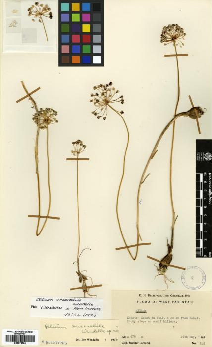 Allium jacquemontii image