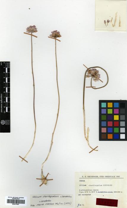 Allium choriotepalum image