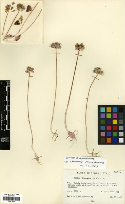 Allium bracteolatum image