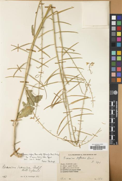 Brassica deflexa image