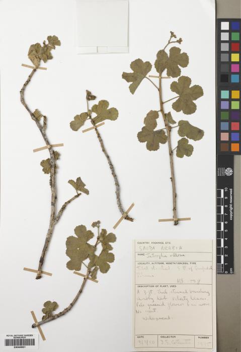 Jatropha pelargoniifolia image
