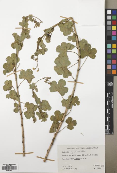 Jatropha pelargoniifolia image