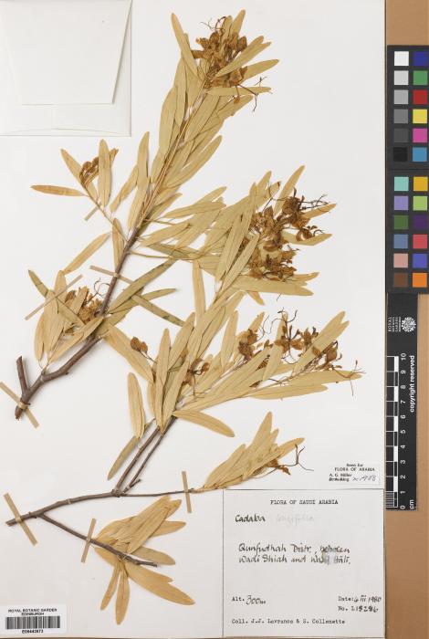Cadaba longifolia image