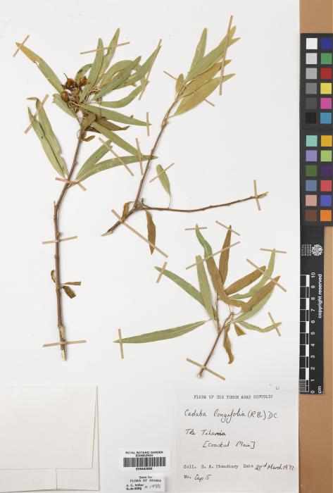 Cadaba longifolia image