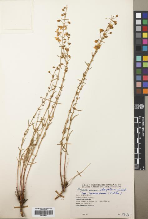 Hypericum helianthemoides image