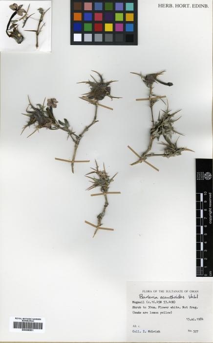 Barleria acanthoides image