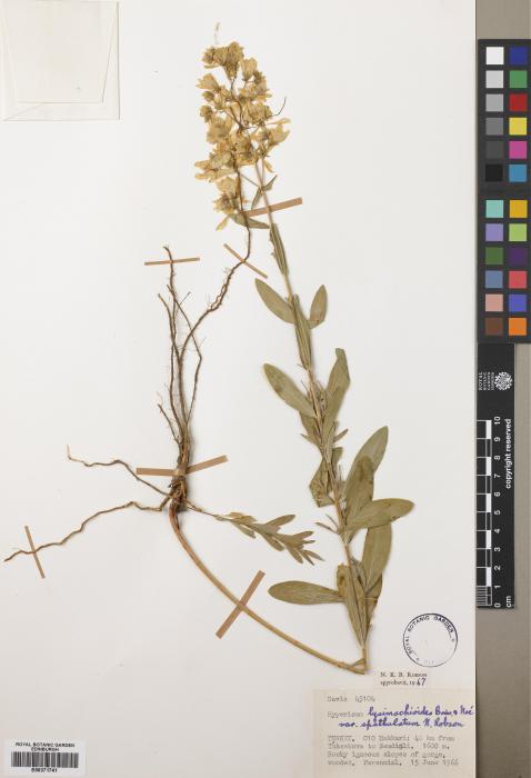 Hypericum lysimachioides var. spathulatum image