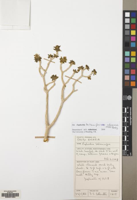 Euphorbia balsamifera subsp. adenensis image