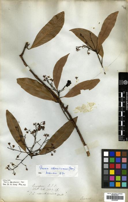 Persea odoratissima image