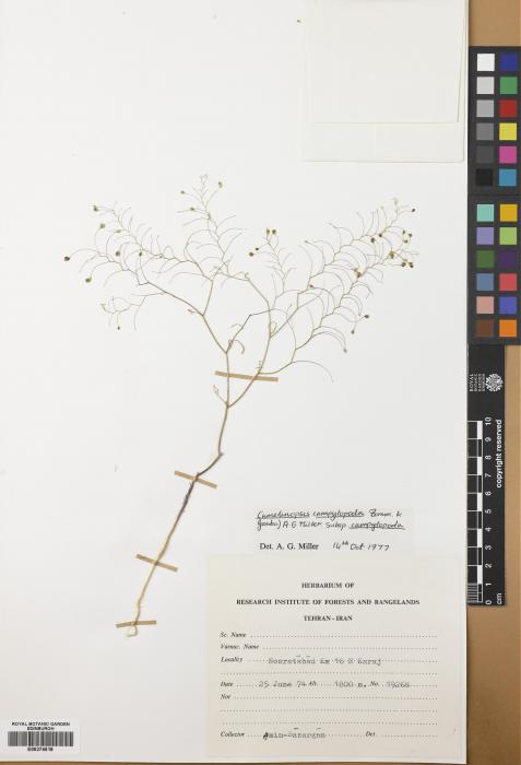 Camelinopsis campylopoda subsp. campylopoda image