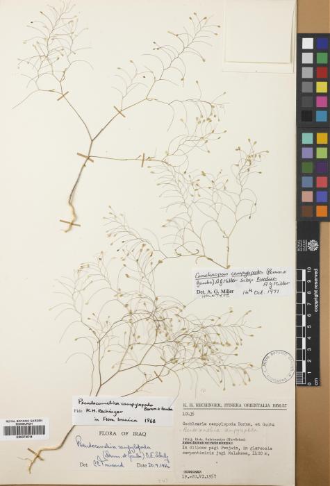 Camelinopsis campylopoda subsp. kurdica image