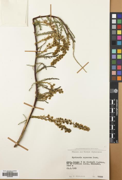 Myricaria squamosa image