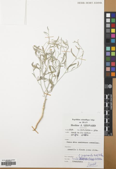 Farsetia jacquemontii subsp. jacquemontii image